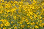 PICTURES/Wildflowers - Desert in Bloom/t_1.JPG